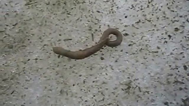 Северный полярный червь