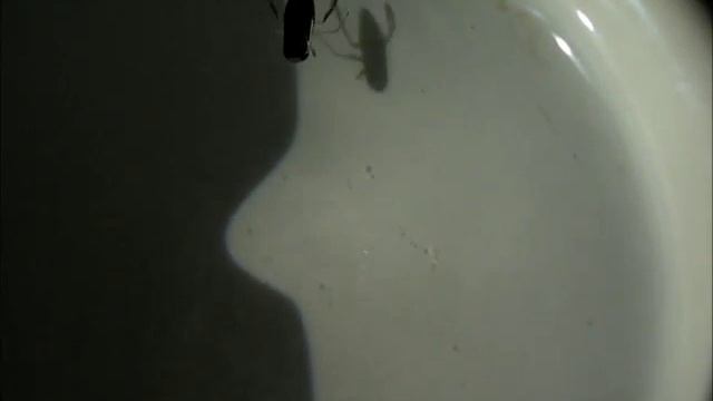 Корикса (Гребляк) смотреть онлайн