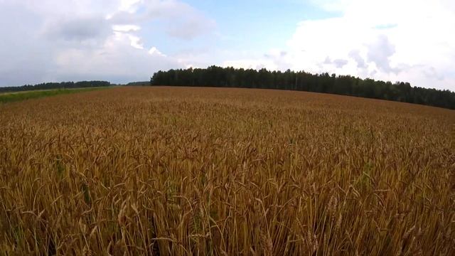 Магия колоса. Как колосья дом сберегают смотреть онлайн