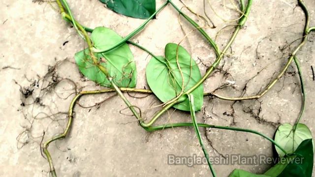 Syngonium Chiapense  , Syngonium Plant / Propagation, Syngonium Long Vine