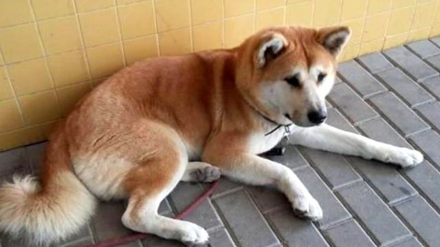 Собака преградила дорогу скорой, вы будете в ужасе, когда узнате причину! смотреть онлайн
