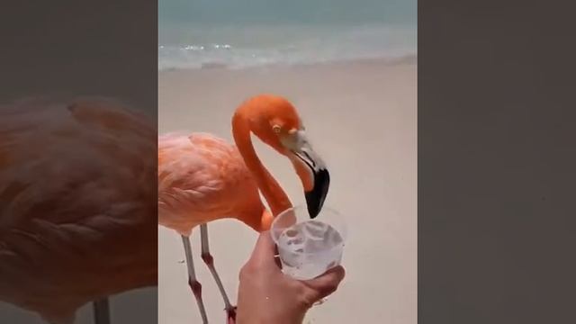Фламинго (лат.Phoenicopterus, устар. Краснокрыл) -род птиц в семействе Фламинговые. смотреть онлайн