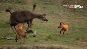 Мир животных #ввс #мирживотных