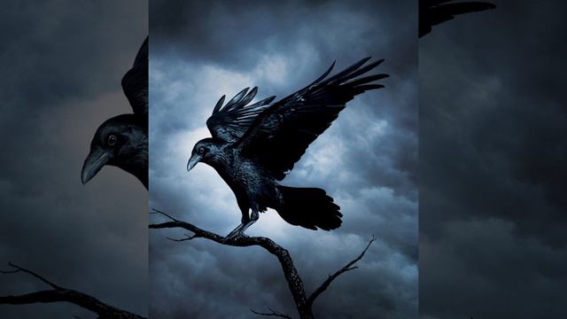 Мудрость ворона смотреть онлайн