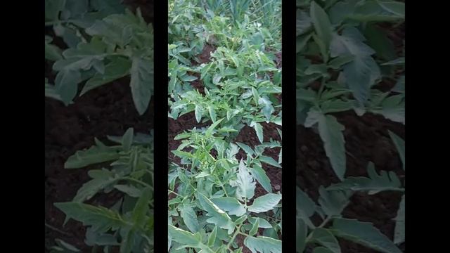 Дача-это релакс после работы👍👍👍