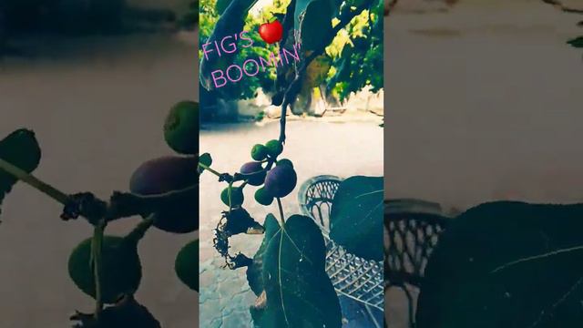 Figs Are Boomin' 💥💥💥 смотреть онлайн