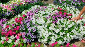 ВЫСАДКА ПЕТУНИЙ В ОТКРЫТЫЙ ГРУНТ!!!