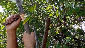 #Воздушные отводки #Слива #Смородина #Яблоня