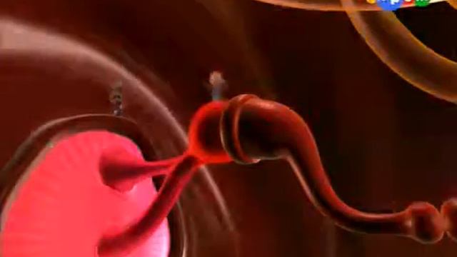 28  Путешествия Адибу  Как устроен человек  Почему я слышу