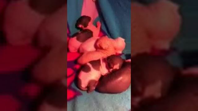 Newborn Sphynx and Bambino Hairless Kittens смотреть онлайн