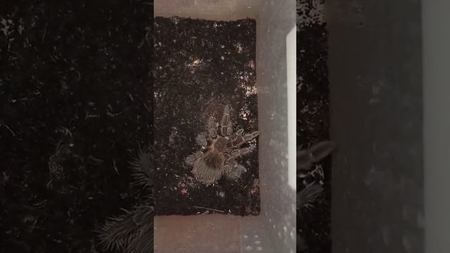 The tarantula spider Mashenka eats a Madagascar cockroach. /Паук Машенька ест таракана. смотреть онлайн