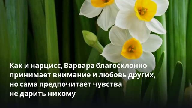 Цветок имени Варвара нарцисс смотреть онлайн