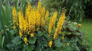 Бузульник  – Выращивание и уход