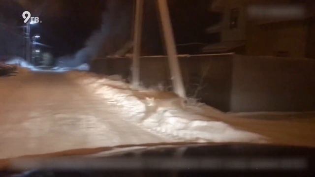 В городе бегала рысь смотреть онлайн