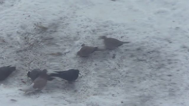 КОРМЛЮ ГОЛУБЕЙ ЗИМОЙ. ЧЕМ КОРМИТЬ ГОЛУБЕЙ смотреть онлайн