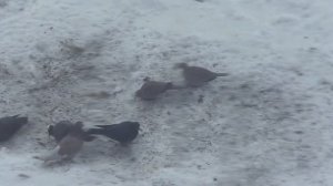 КОРМЛЮ ГОЛУБЕЙ ЗИМОЙ. ЧЕМ КОРМИТЬ ГОЛУБЕЙ