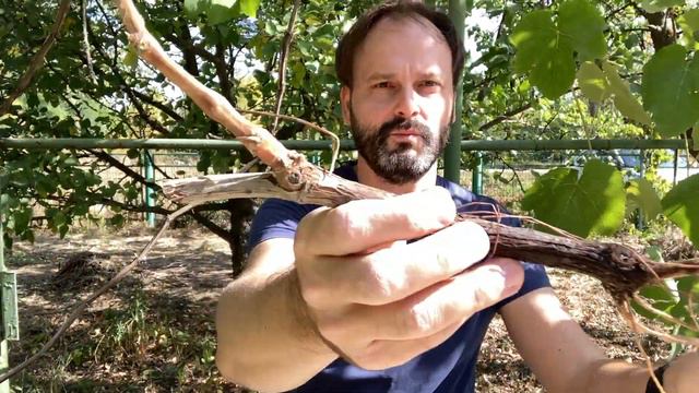 Юдино. Сажаем виноград смотреть онлайн