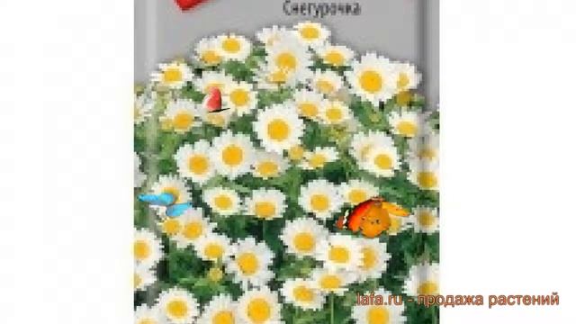 Хризантема обыкновенная Снегурочка (snegurochka) ? обзор: как сажать, семена хризантемы Снегурочка смотреть онлайн