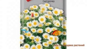 Хризантема обыкновенная Снегурочка (snegurochka) ? обзор: как сажать, семена хризантемы Снегурочка