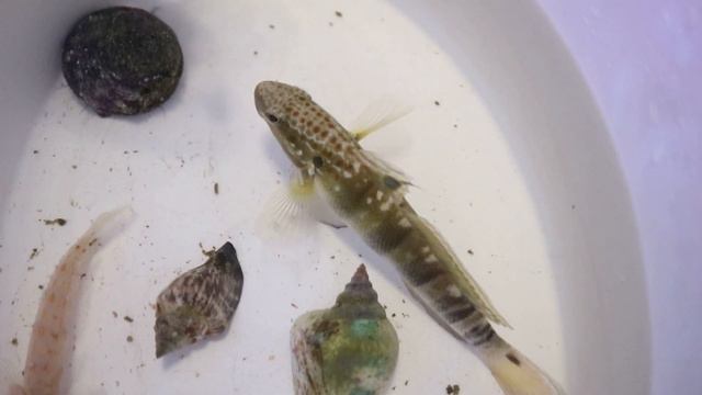 Новенькие в морском аквариуме. смотреть онлайн