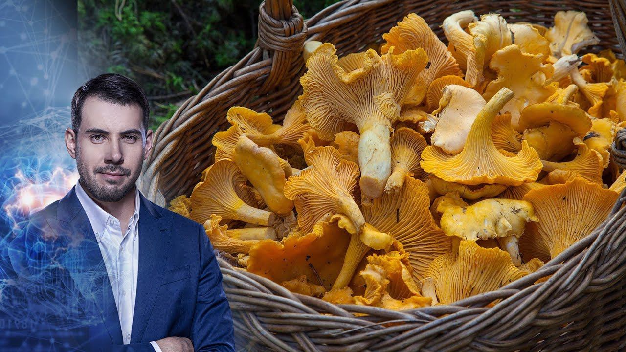 ГРИБНОЕ МЕСТО | Самая полезная программа | 05.09.2020 смотреть онлайн