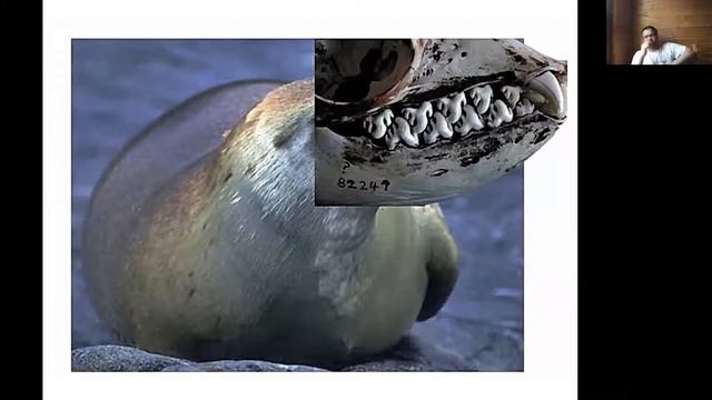 XLIII Морской семинар — «Экосистема Антарктиды и значимость её охраны» смотреть онлайн