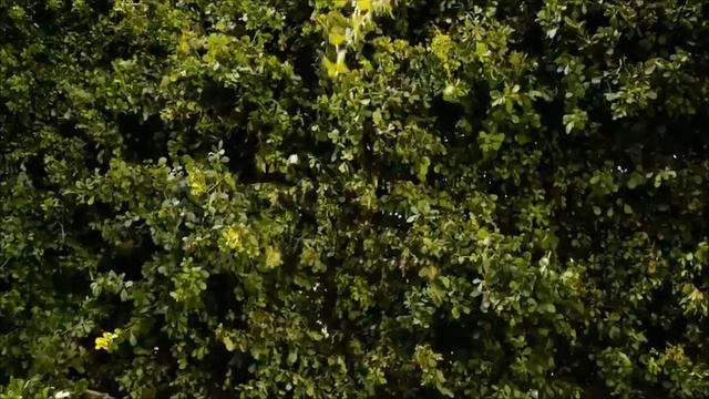 STIHL Akku Heckenschere HSA 56 NEU смотреть онлайн