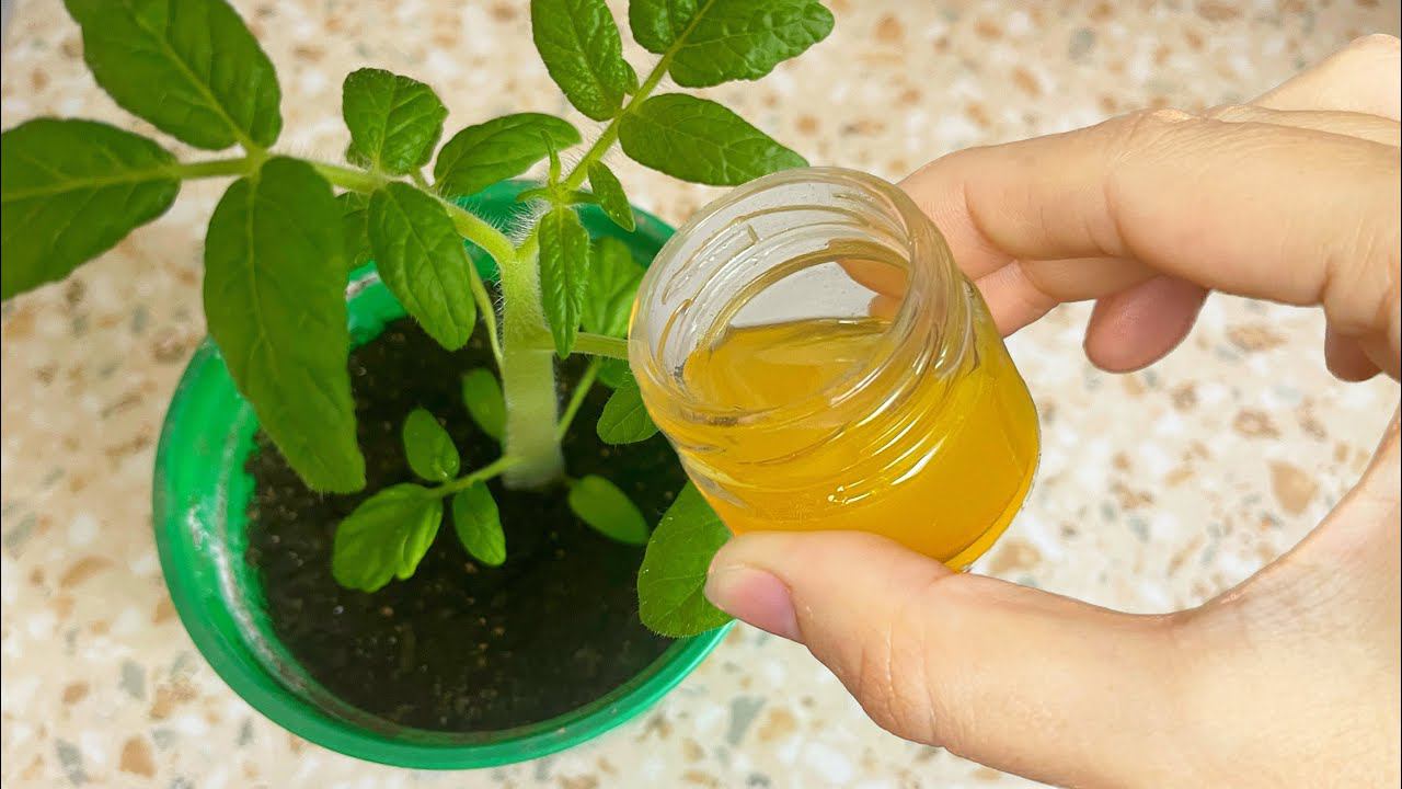 Уже вся деревня знает этот секрет! Даже дохлая рассада вмиг пойдет в рост! смотреть онлайн