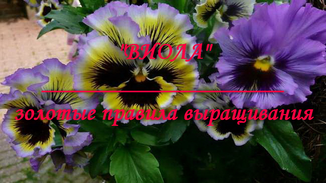ВИОЛА - золотые правила выращивания смотреть онлайн