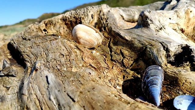 МОРСКИЕ ОБИТАТЕЛИ смотреть онлайн