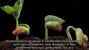 На какой день всходят огурцы