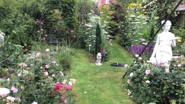 Mr Lincoln Rose | Mister Lincoln Rose Flowering In My Rose Garden Today
