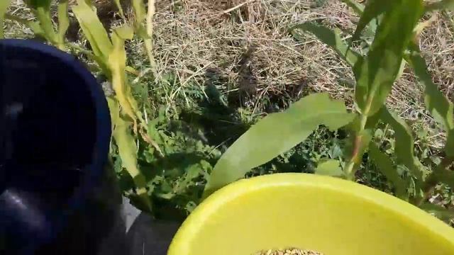 Ячмень, выгодное дело! Своя земля смотреть онлайн