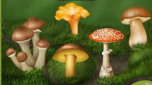 ИЗУЧАЕМ ЛЕСНЫЕ ГРИБЫ|РАЗВИВАЮЩИЕ ВИДЕО ДЛЯ ДЕТЕЙ смотреть онлайн