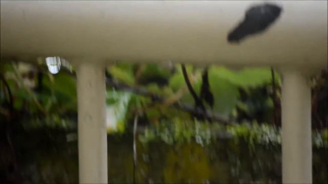 Nikon D5100 Test Video смотреть онлайн