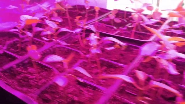 Маракуйя северная.Стопроцентный способ проращивания семян и получения качественных саженцев. смотреть онлайн