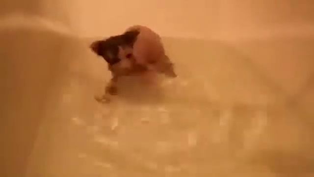 Приколы с кошками,котами и с животными Лысый сфинкс купается в ванной!!! Прикол!!! смотреть онлайн