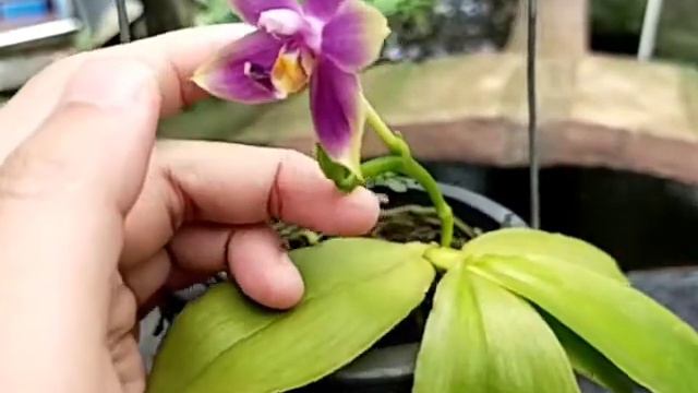 Phalaenopsis violacea var Coerulea смотреть онлайн