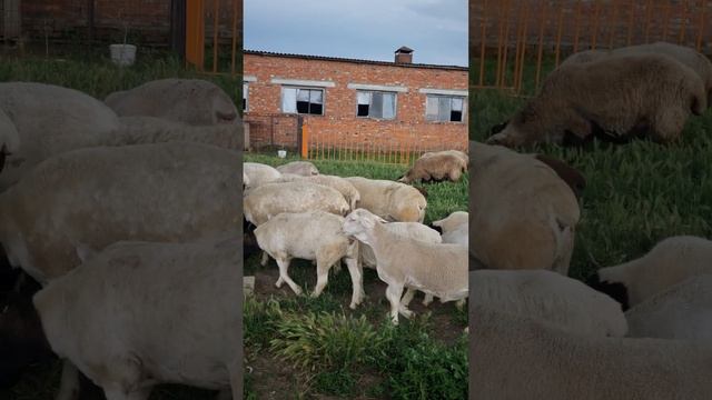 Баранчик 80 дней пытается покрыть ярку смотреть онлайн