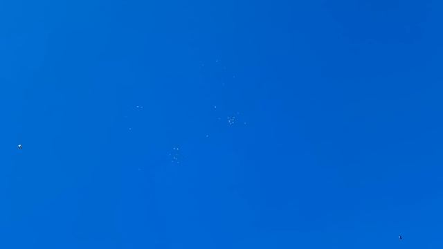 Голуби 2км = 13 штук (Опасно) смотреть онлайн