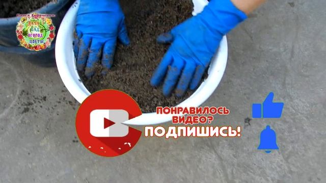 Этот цветок дарит радость, восторг и любовь. А вы посадили уже султан-соцветия к 8 Марта? смотреть онлайн