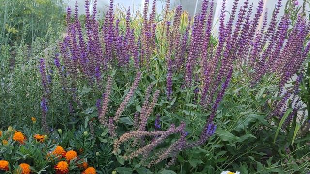 Шалфей или сальвия???