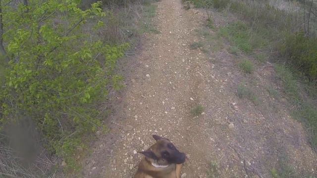 26-04-20_След не прокормленный_много предметов