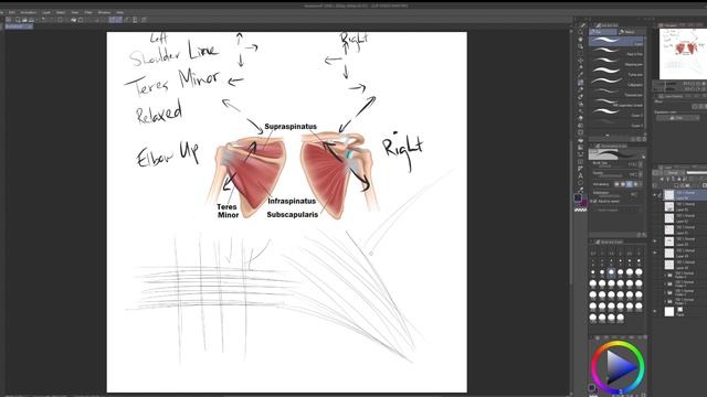 The Anatomy Of Line: Muscle Memory And Dynamic Drawing смотреть онлайн