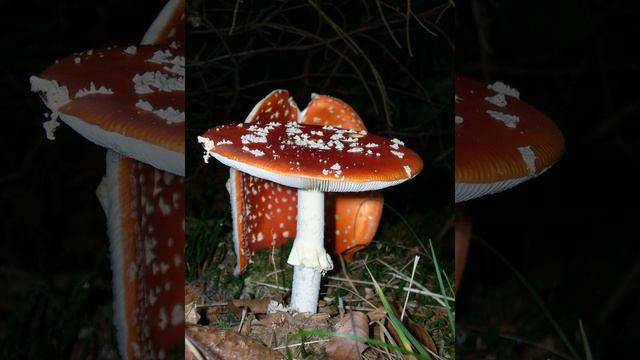 Francois-Joseph Gossec, Tambourin смотреть онлайн