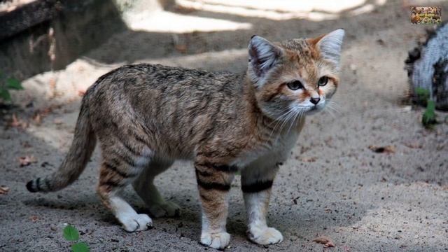 Животный Мир Земли. Барханный кот смотреть онлайн
