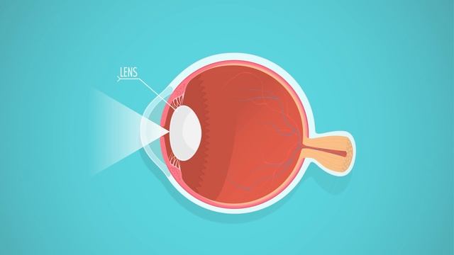 Vision: Crash Course Anatomy & Physiology #18 смотреть онлайн