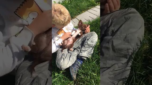 Шоколадный чихуахуа балдеет на солнышке смотреть онлайн