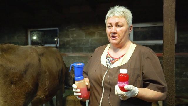 Гигиена вымени коровы. Как обрабатывать вымя до и после доения? Профилактика мастита у КРС. смотреть онлайн