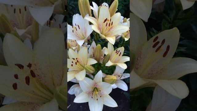 Лилия Suncrest Санкрест смотреть онлайн